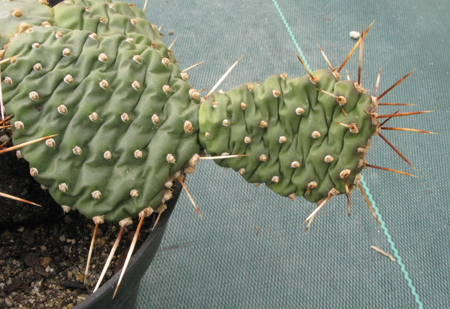 Pépinière Palmaris Opuntia polyacantha arenaria