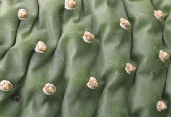 Pépinière Palmaris Opuntia polyacantha arenaria