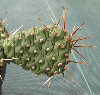 Pépinière Palmaris Opuntia polyacantha arenaria