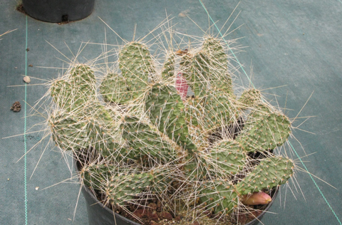 Pépinière Palmaris opuntia polyacantha columbiana