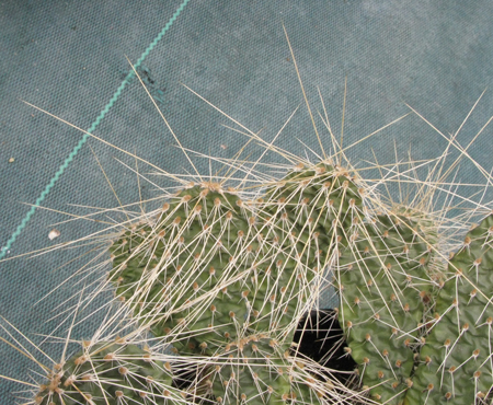 Pépinière Palmaris opuntia polyacantha columbiana