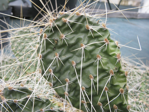 Pépinière Palmaris opuntia polyacantha columbiana