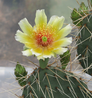 Pépinière Palmaris Opuntia polyacantha