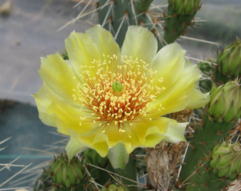 Pépinière Palmaris Opuntia polyacantha