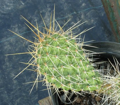 Pépinière Palmaris Opuntia polyacantha hystricina Memminger