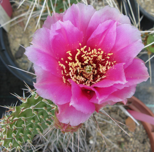 Pépinière Palmaris Opuntia polyacantha juniperina