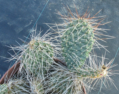 Pépinière Palmaris Opuntia polyacantha juniperina