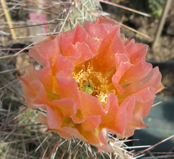 Pépinière Palmaris Opuntia polyacantha cv "Red cliff"