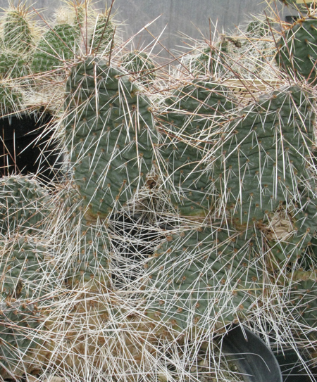 Pépinière Palmaris Opuntia polyacantha cv "Red cliff"