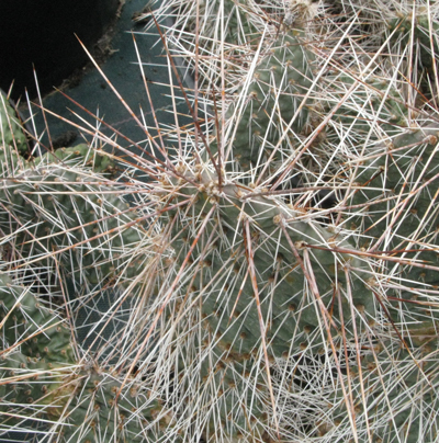 Pépinière Palmaris Opuntia polyacantha cv "Red cliff"