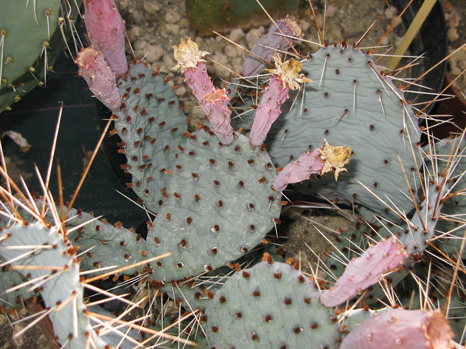 Pépinière Palmaris Opuntia potsii 