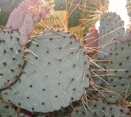 Pépinière Palmaris Opuntia potsii 