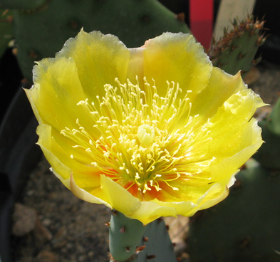 Pépinière Palmaris Opuntia potsii 