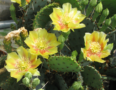 Pépinière Palmaris Opuntia potsii X phaeacantha