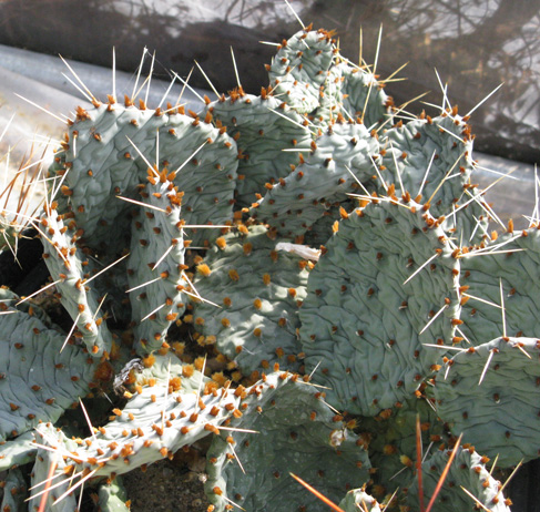 Pépinière Palmaris Opuntia potsii  X phaeacantha