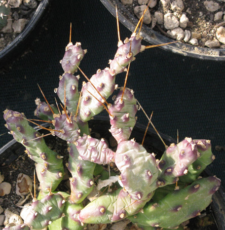 Pépinière Palmaris Opuntia pusilla 