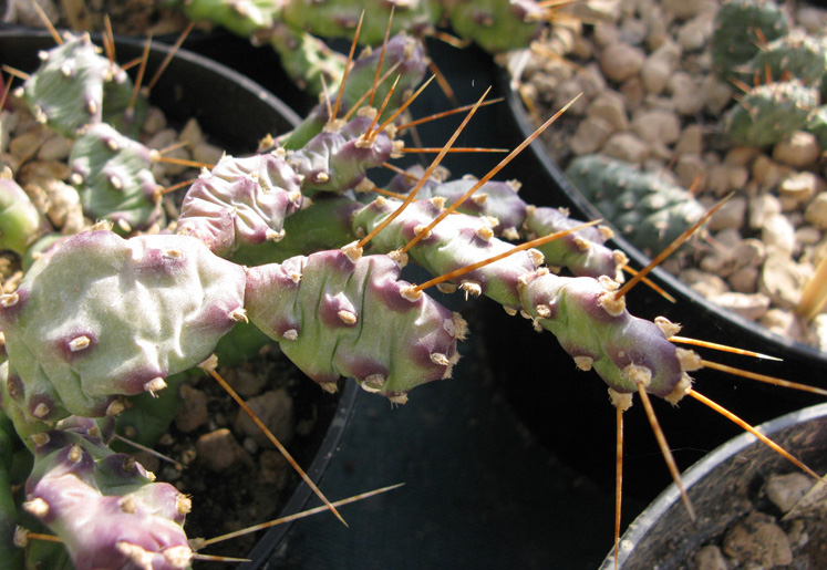 Pépinière Palmaris Opuntia pusilla 