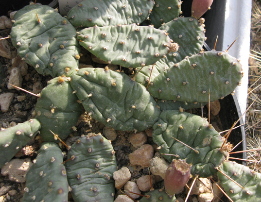 Pépinière Palmaris Opuntia pusilla drumondii