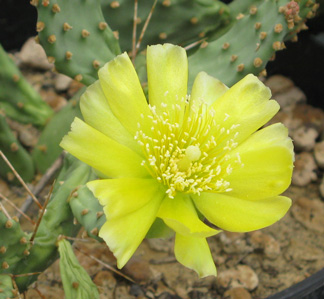 Pépinière Palmaris Opuntia pusilla drumondii