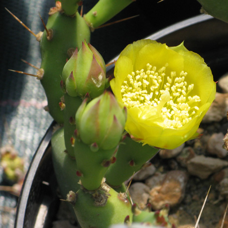 Pépinière Palmaris Opuntia pusilla 