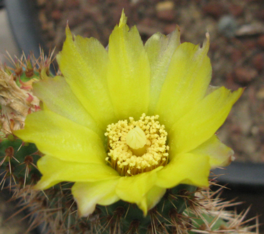 Pépinière Palmaris Opuntia pycnantha