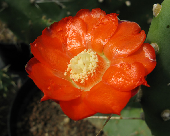 Pépinière Palmaris Opuntia quimilo