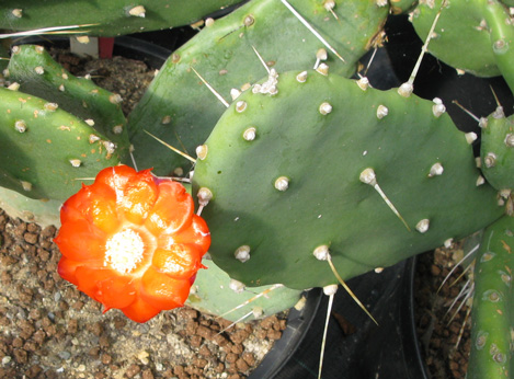 Pépinière Palmaris Opuntia quimilo