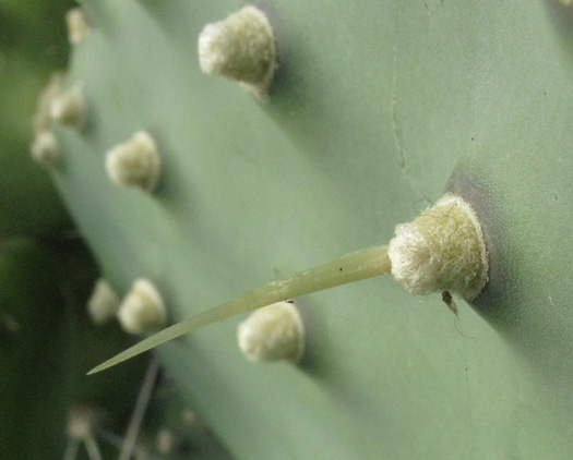 Pépinière Palmaris Opuntia quimilo