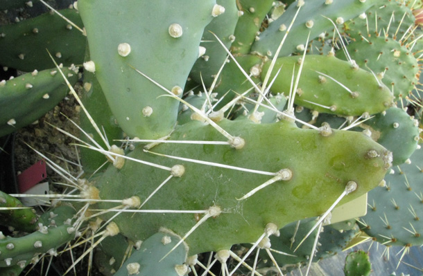 Pépinière Palmaris Opuntia quimilo