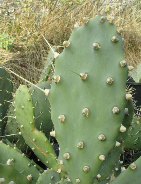 Pépinière Palmaris Opuntia quimilo