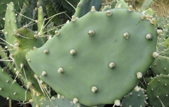 Pépinière Palmaris Opuntia quimilo