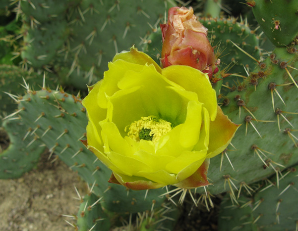 Pépinière Palmaris Opuntia engelmannii f. rastrera