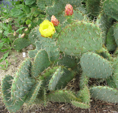 Pépinière PPépinière Palmaris Opuntia engelmannii f. rastreraalmaris Opuntia rastrera 