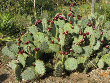 Pépinière Palmaris Opuntia engelmannii f. rastrera