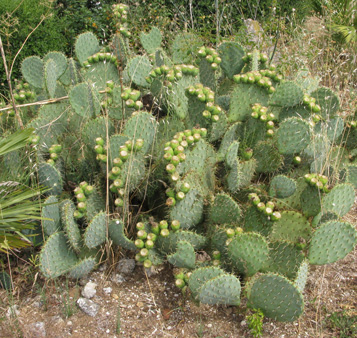 Pépinière Palmaris Opuntia engelmannii f. rastrera