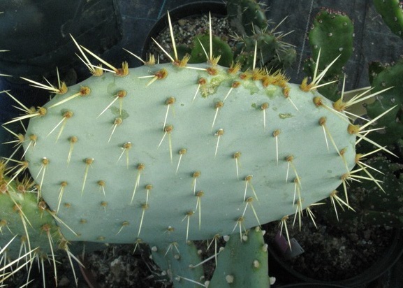 Pépinière Palmaris Opuntia engelmannii f. rastrera