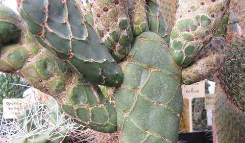 Pépinière Palmaris Opuntia reticulata