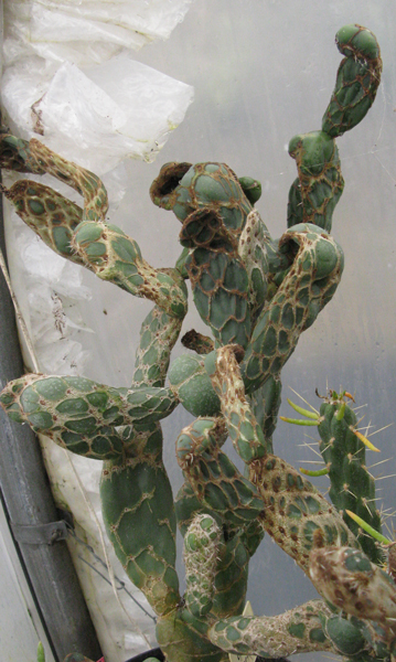 Pépinière Palmaris Opuntia reticulata