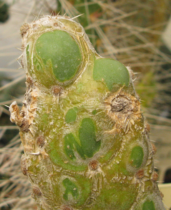 Pépinière Palmaris Opuntia reticulata