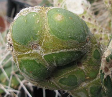 Pépinière Palmaris Opuntia reticulata