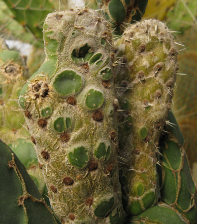 Pépinière Palmaris Opuntia reticulata