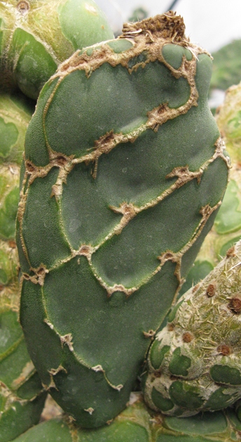 Pépinière Palmaris Opuntia reticulata