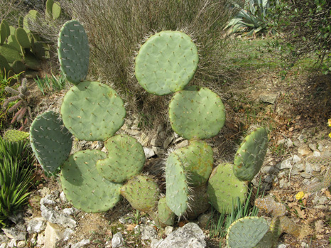 Pépinière Palmaris Opuntia robusta Belen