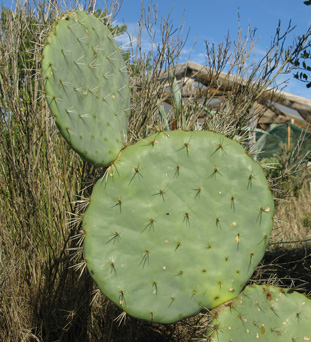 Pépinière Palmaris Opuntia robusta Belen