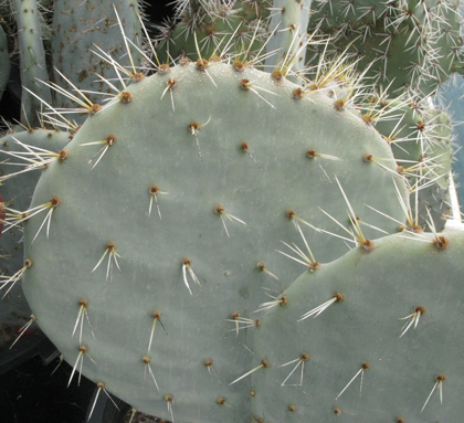 Pépinière Palmaris Opuntia robusta Belen