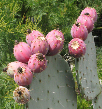 Pépinière Palmaris opuntia robusta belen