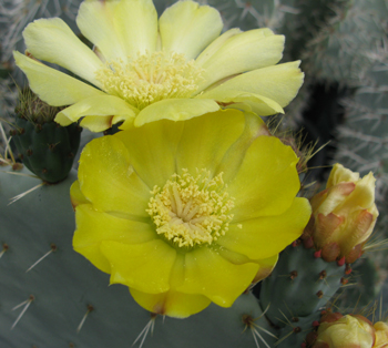 Pépinière Palmaris Opuntia robusta Belen