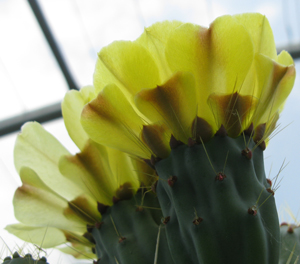 Pépinière Palmaris Opuntia robusta Belen