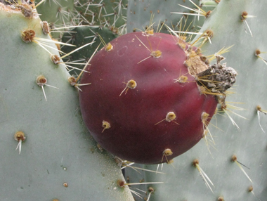 Pépinière Palmaris Opuntia robusta Belen