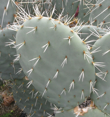 Pépinière Palmaris Opuntia robusta Castelnau